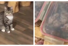 Хозяин кота решил съесть котлету в 4 утра