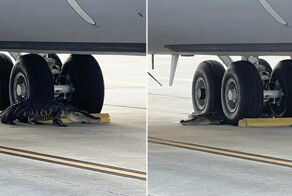 Огромный аллигатор забрёл на базу американских ВВС