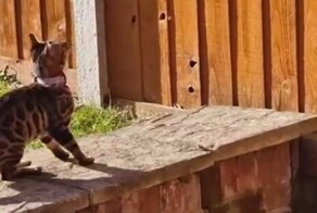 Кошки, которых не остановят любые преграды