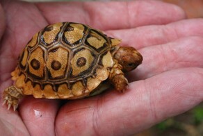 Самая маленькая черепаха в мире. Не способна размножаться, пока не выспится