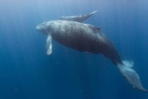 Учёные сумели пообщаться с горбатым китом на его языке