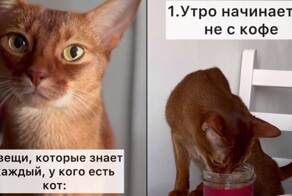 4 вещи, которые знает каждый, у кого есть кот