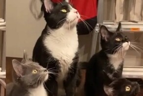 Коты следят за мотыльком