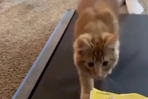 Кот уверенно идёт к своей цели