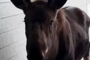 Молодой лось пришел к дому мужчины