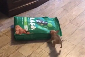 Пёс пытается стащить мешок корма