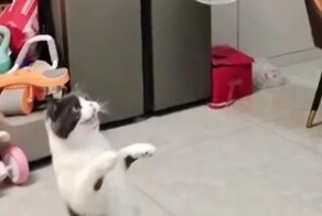 Реакция кота на мыльный пузырь