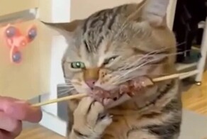 Кот открыл шашлычный сезон