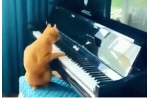 Смешные испуганные коты
