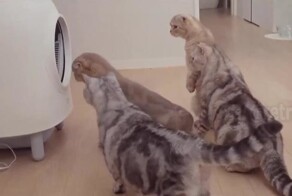 Реакция котов на туалет с функцией самоочистки