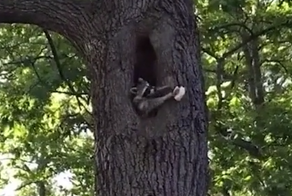 Девушка пытается покормить енота