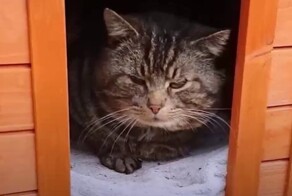 Как подружиться с настороженным котиком