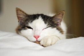 Дремлющие котики