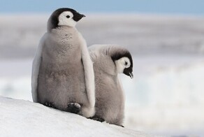 Императорские пингвины могут исчезнуть из-за таяния льдов