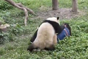 Нападение панд на смотрительницу попало на видео