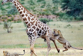 Тело жирафа должно взорваться, но его сердце вытворяет немыслимое