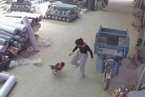 Петух внезапно напал на хозяйку