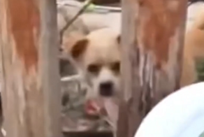 Против пса использовали его же "оружие"