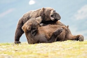 Фотограф заснял шутливую драку двух медведей