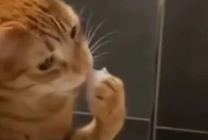 Кота заинтересовала пена для ванны
