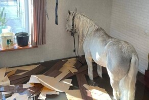 В Оренбурге после наводнения белого коня снимали с верхнего этажа с помощью манипулятора
