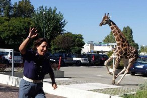 Побег жирафа из зоопарка (13 фото)