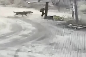 В Бурятии два алабая едва не растерзали 13-летнюю девочку