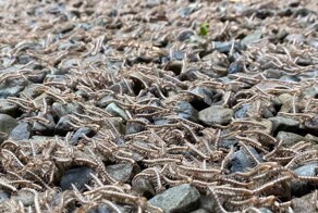 Тысячи многоножек устроили миграцию на Тайване