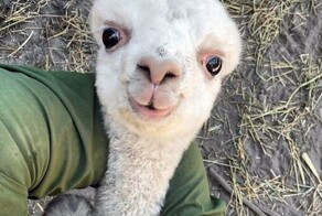 30 милейших кадров с детёнышами животных, которые поднимут настроение