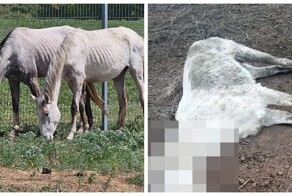 На конезаводе в Ставрополье заморили голодом полсотни лошадей