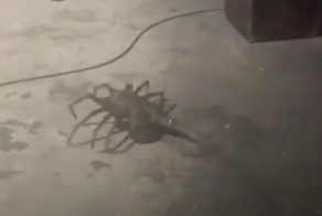 Радиоуправляемый лицехват со съёмок «Чужого»