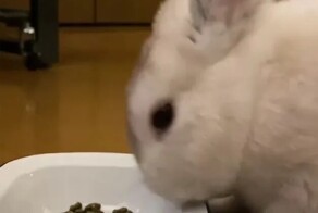 Так вкуснее: кролик опрокинул миску с едой