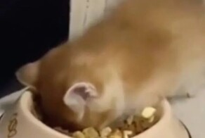 Котёнок уснул в миске