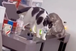 Кошки, которых поймали с поличным