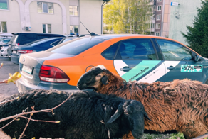 "На плов?": в Петербурге остановили каршеринговое авто, в багажнике которого мигранты везли баранов