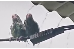 Попугай заботится о своём сородиче