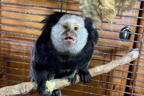 Британка обнаружила в теплице гостя из Южной Америки