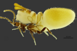 Австроспирахта: жук отрастил чучело термита на спине, чтобы обмануть колонию