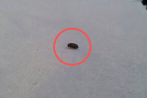 Кожееды: они есть в каждой квартире. Стоит ли беспокоиться о крошечных соседях?