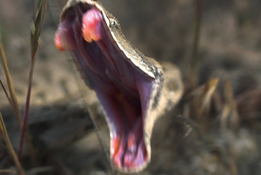 Гюрза: самая опасная змея России с дурным характером