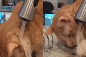 Попытки кота поймать струю воды