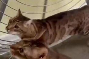 Коты готовятся к летнему сезону