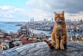 Почему в Турции так много кошек