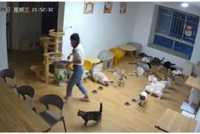 Кормление кошек пошло не по плану