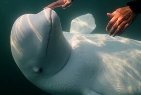 Любопытная белуха присоединилась к компании сапсерферов во Владивостоке