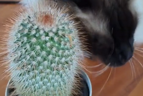 Кот использует кактус в качестве чесалки