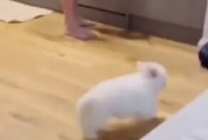 У пса во время забега по комнате села батарейка