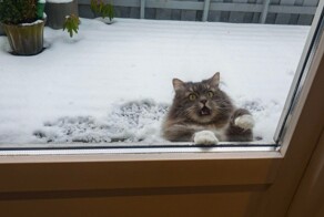 Милота за стеклом