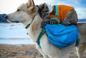 Пёс и кот путешествуют вместе с хозяевами