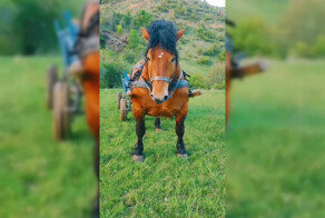 Так выглядит конь породы румынский тяжеловоз и направление поездки явно выбирает он